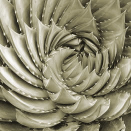 Aloe by Just Chaos