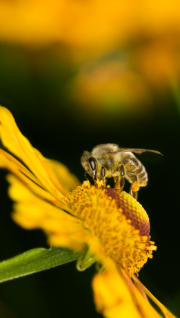 Manage Your Subscription bee with flower